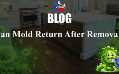 Can Mold Return After Removal?