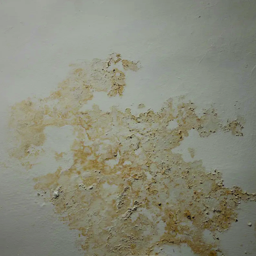 TMR mold on wall